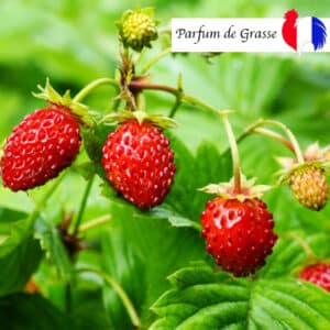parfum fraise des bois