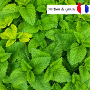 menthe
